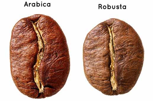 perbedaan biji kopi arabika robusta